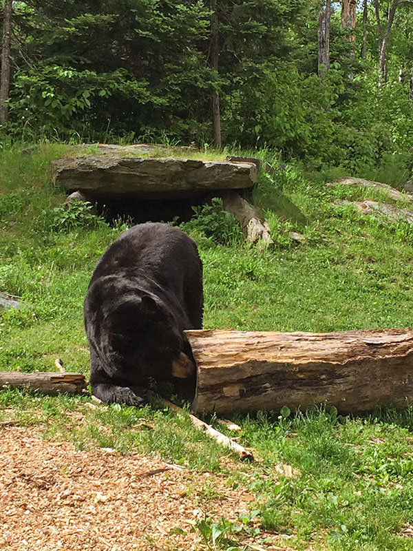 Ted sniffing out food
