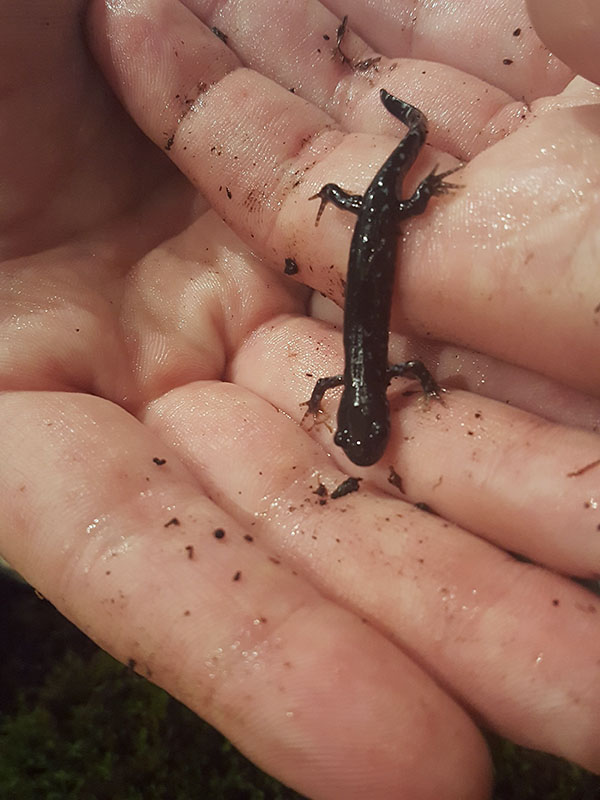 Blue-spotted salamander