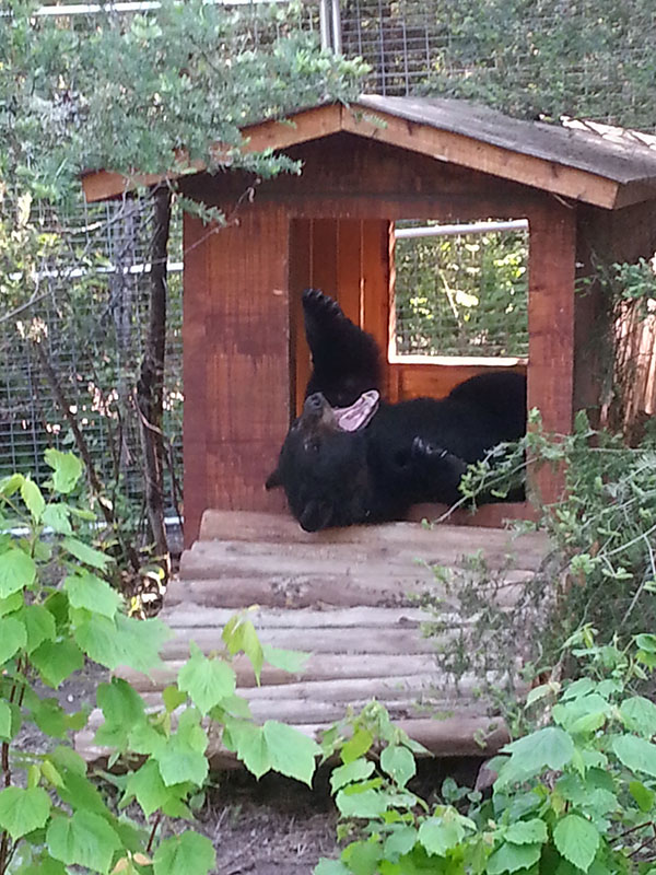 Lucky in the cabin den