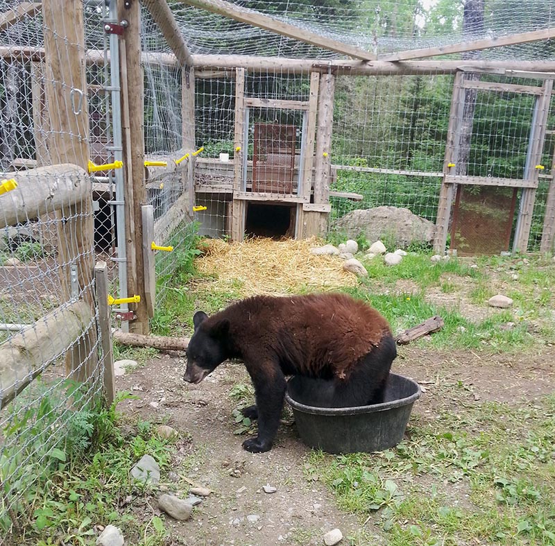 Tasha in her water bucket