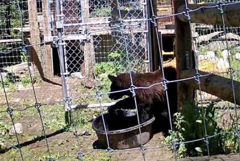 Tasha in her water tub