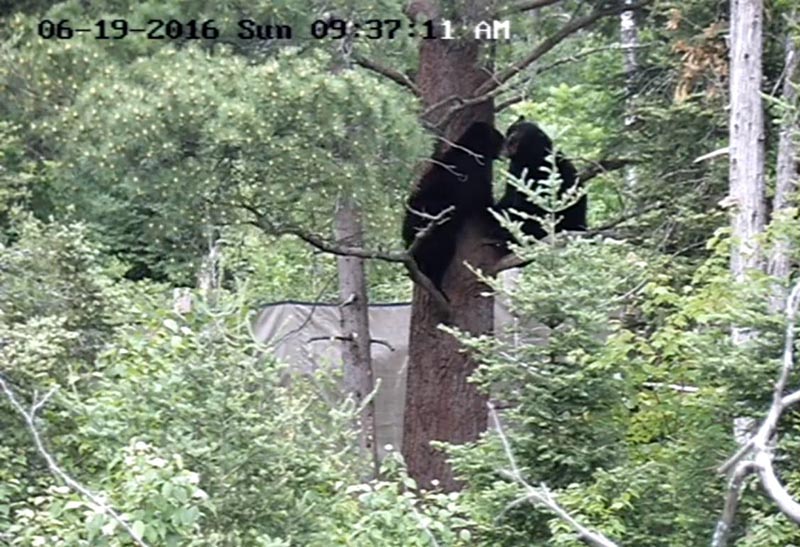 Lucky and Holly in the white pines