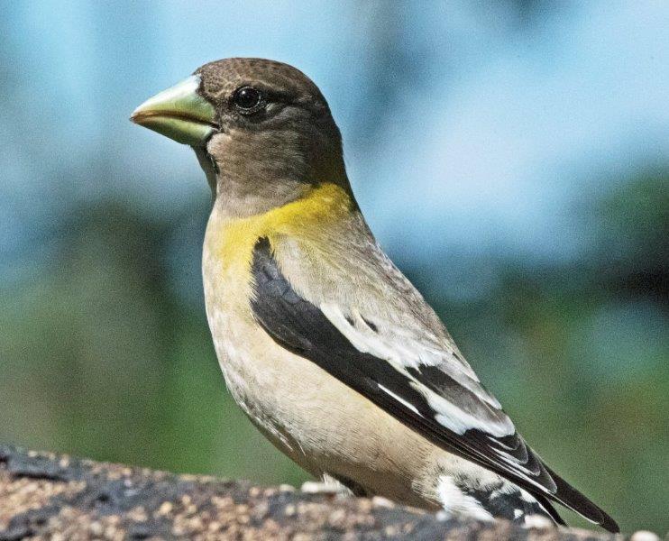Female Evening Grosbeak