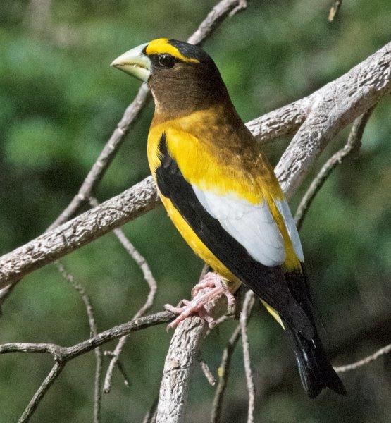 Male Evening Grosbeak