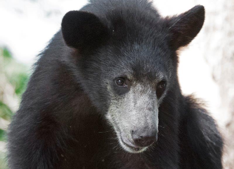 Spanky (Shadow's male yearling)