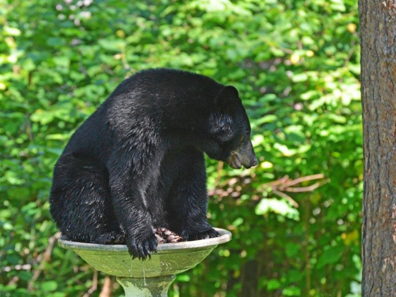 Bear in bird bath