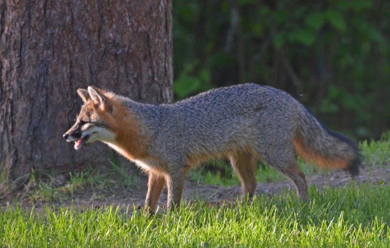 Grey Fox