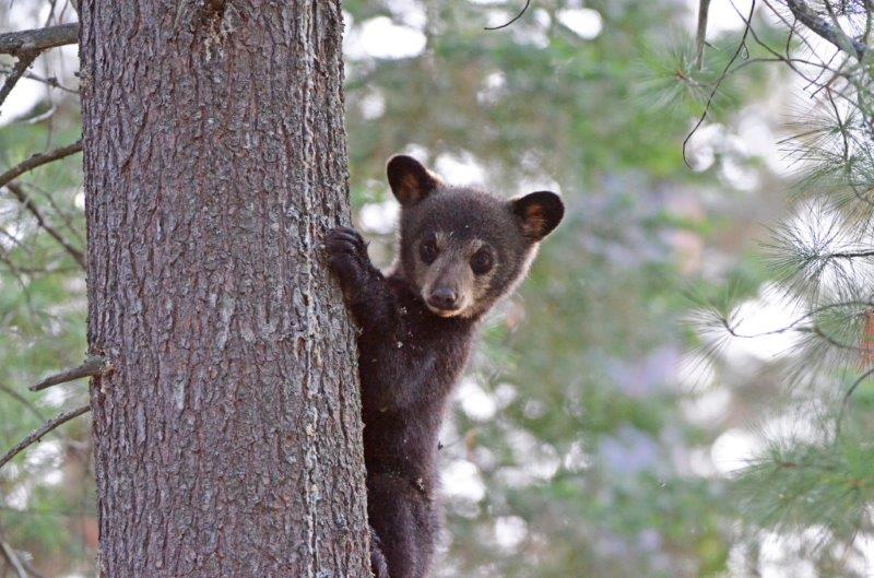 Spanky as a cub - 5/25/15