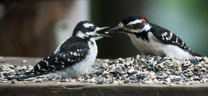 Hairy woodpecker feeding young