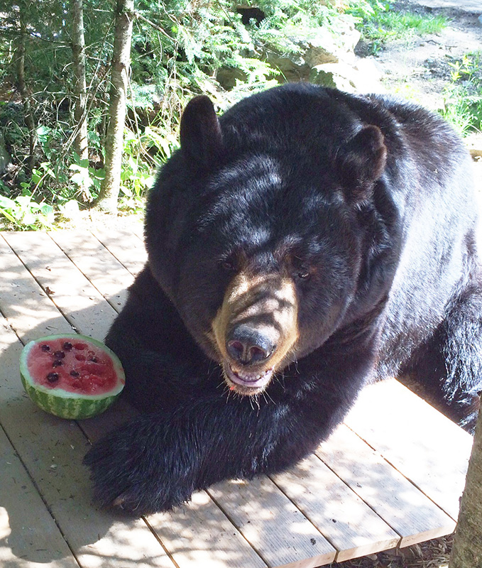 Ted with watermelon