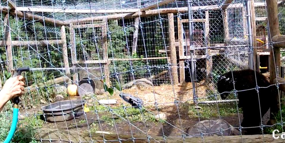 Tasha getting a shower