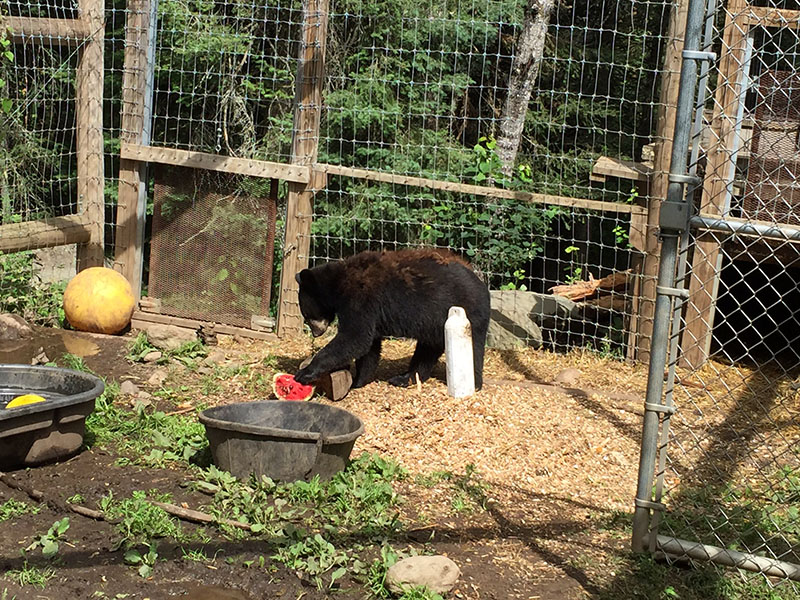 Tasha with watermelon