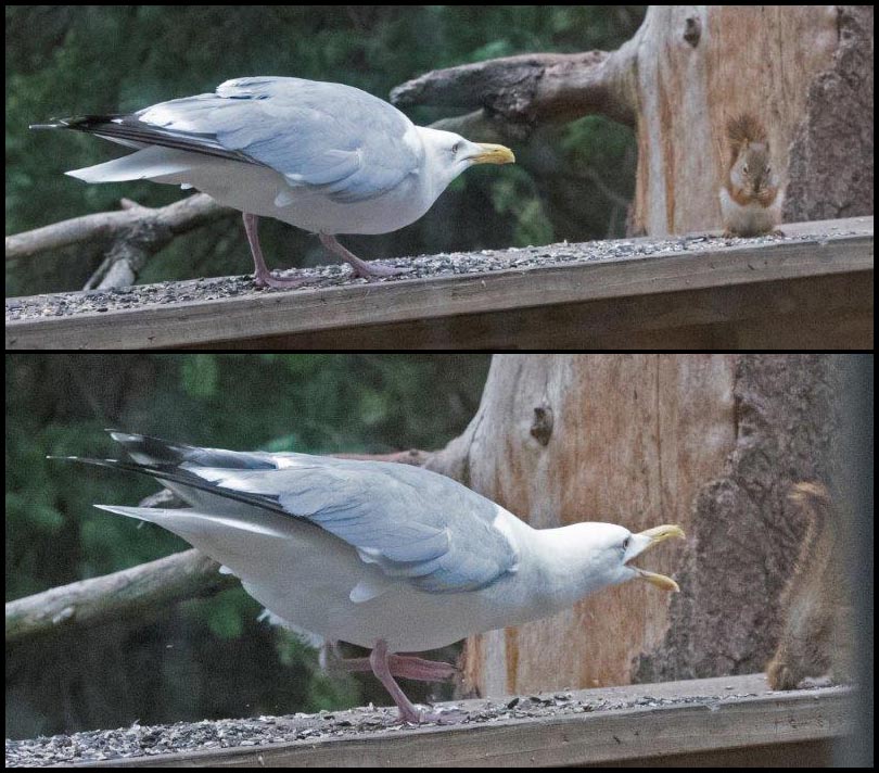 Herring Gull vs Squirrel