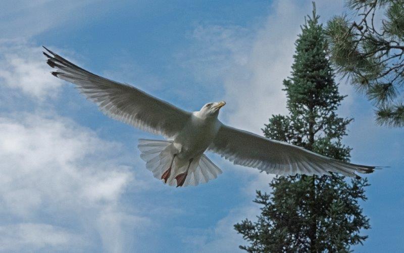 Herring gull overhead