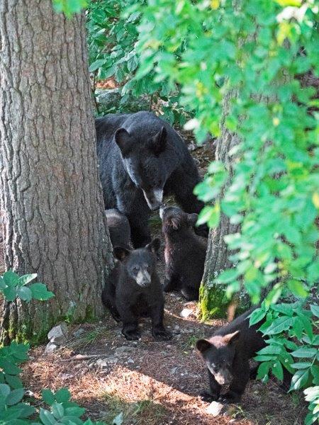 Samantha and her 4 cubs