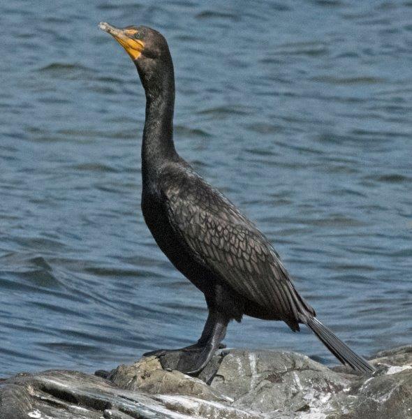 Double-crested cormorant