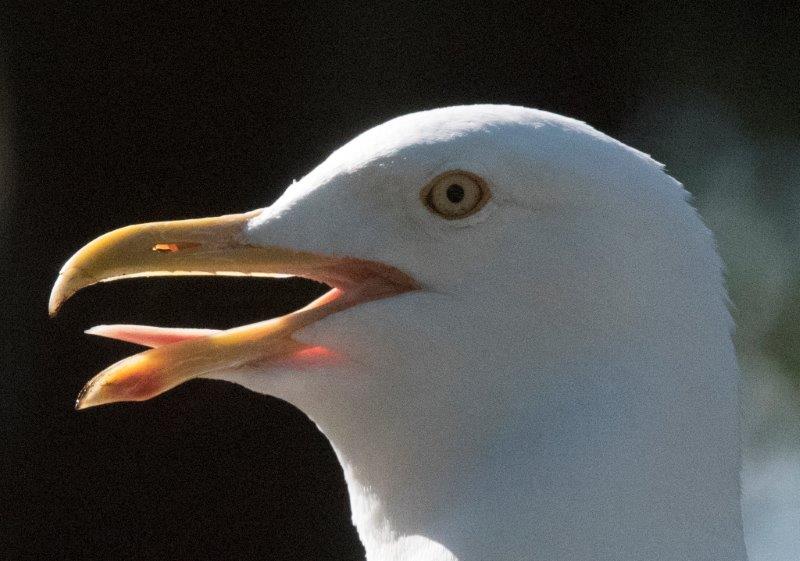 20160725 HerringGull