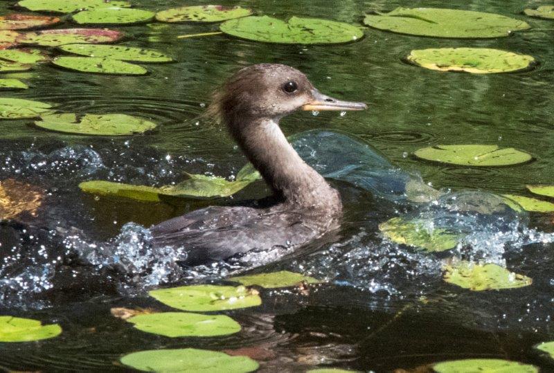 20160725 HoodedMerganserJuv