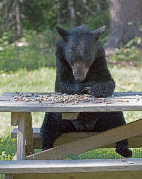 20160725 Jewel Picnic