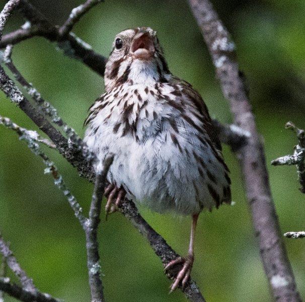 20160725 SongSparrow