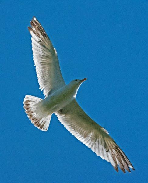 Herring gull 