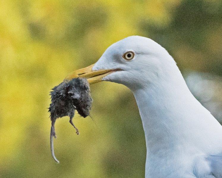 Herring gull with mouse