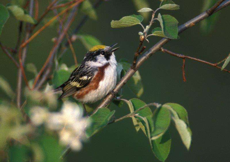 Chestnut-sided warbler