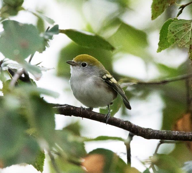 Chestnut-sided warbler