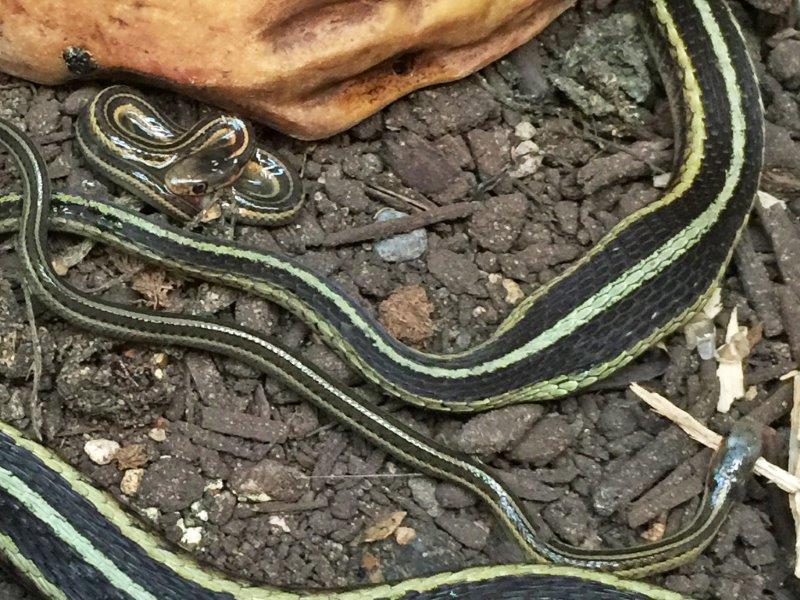 Garter snake giving birth