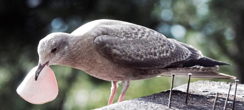 Herring gull imm. eating bologna