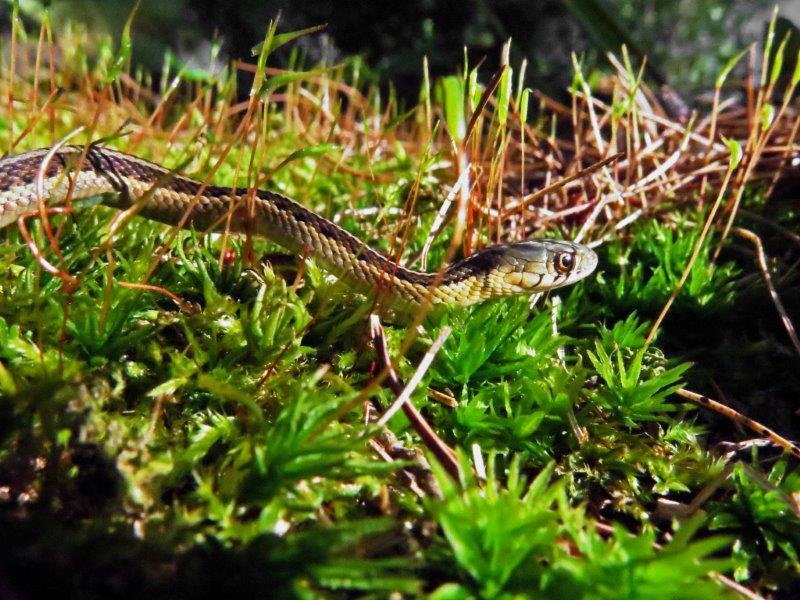 Garter snake slithers away at 1 day old