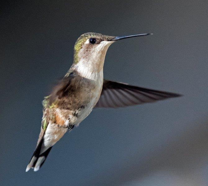 Female hummingbird