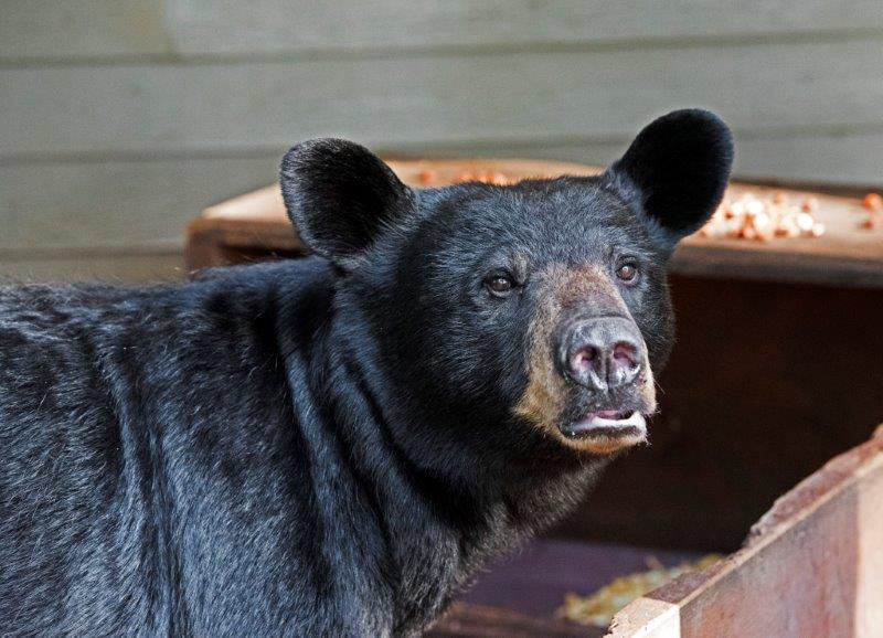 20160808 Jewel scale