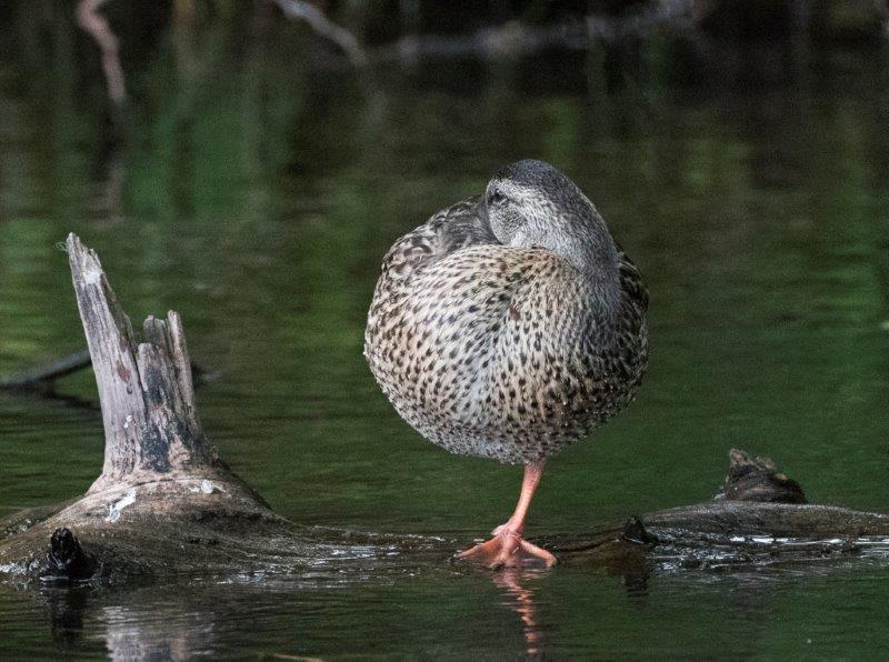 20160808 Mallard On leg