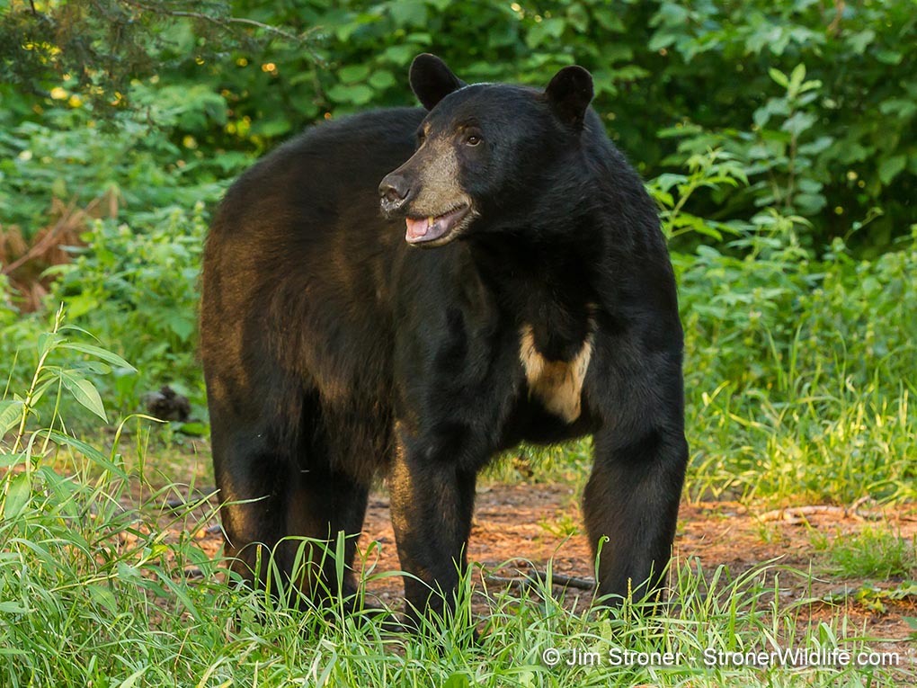 Freddie - 8/1/14 - by Jim Stroner
