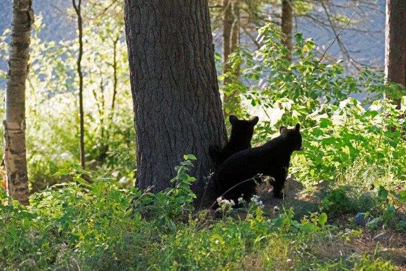 Watching mother walk to the lake