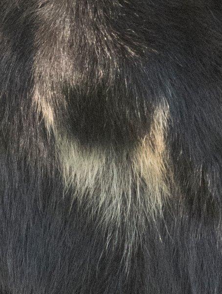 20160816 BlazeOnInjuredBear