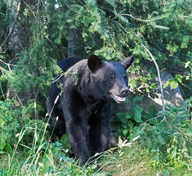 Injured mystery female