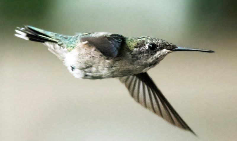 Hummingbird