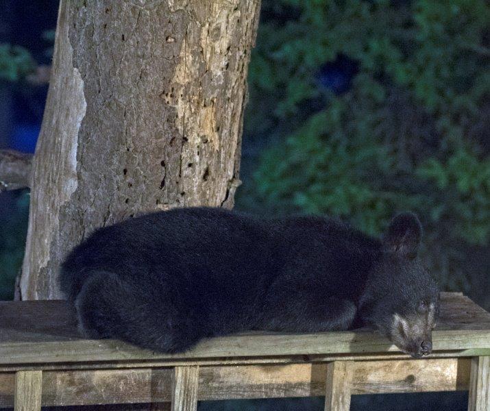 Samantha's cub snoozing
