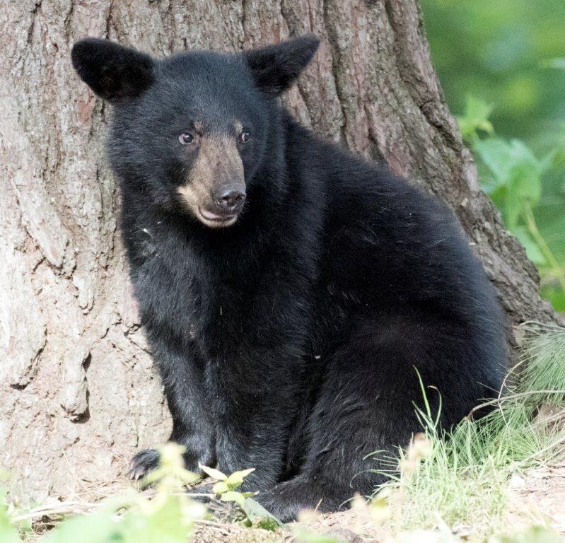 Samantha's female cub