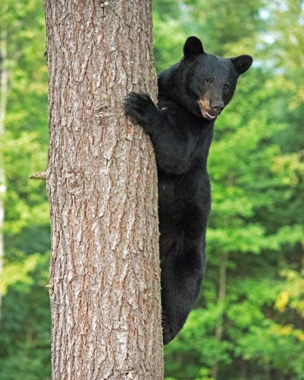 Kimani at the White Pine