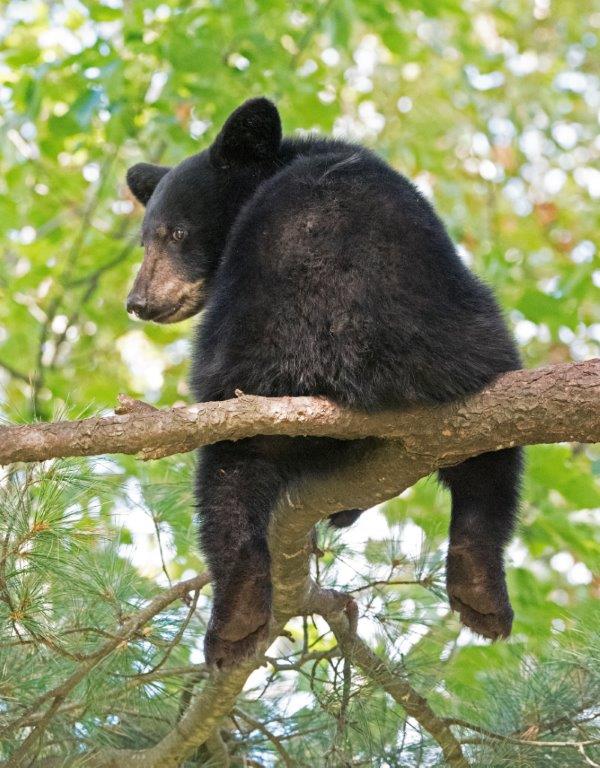 Samantha's female cub