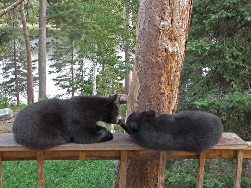 Brother trying to wake sister