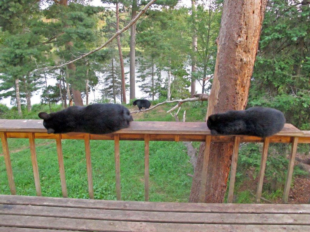 Brother gave up and chose to sleep