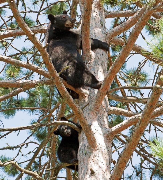 Fern and cub in red pine