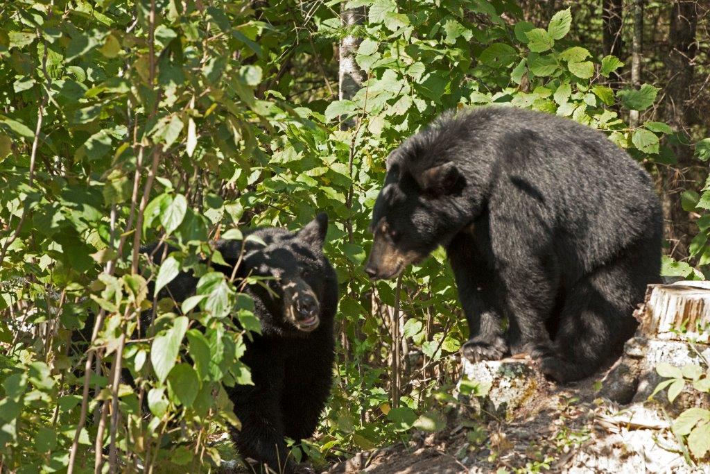 Young male with pretty female