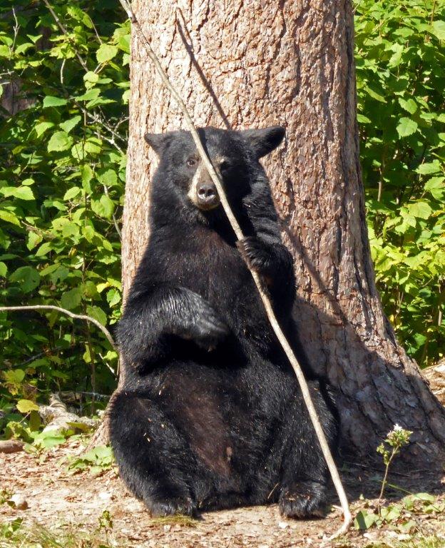 Young male playing with stick