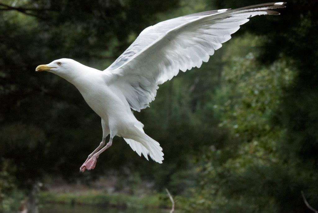 Herring gull in for a landing