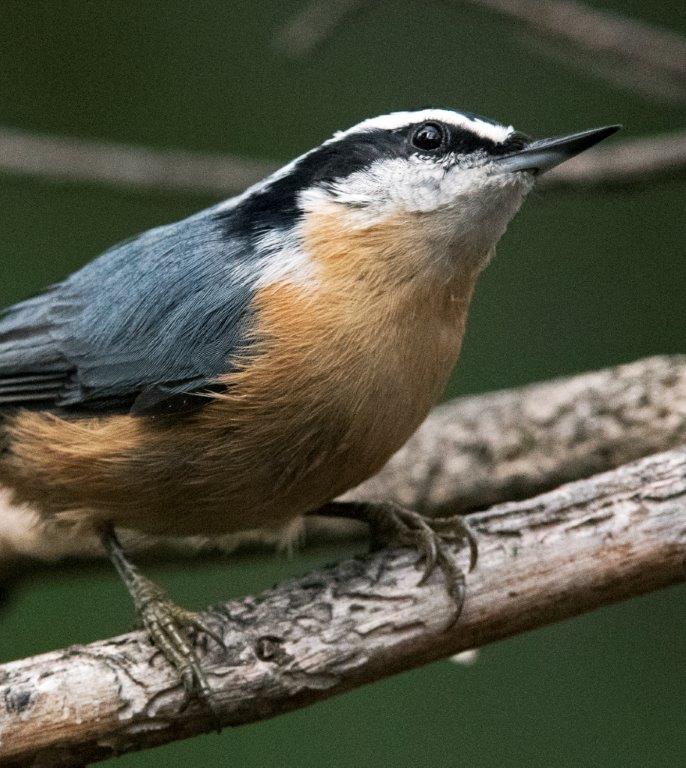 Red-breasted nuthatch watches gull